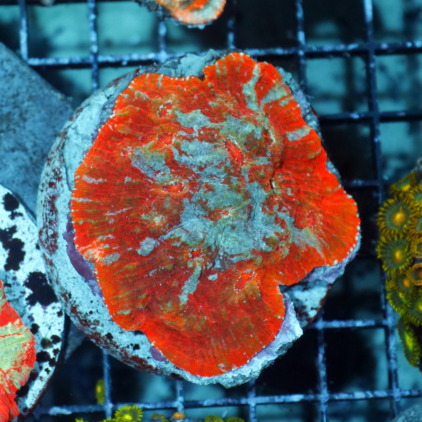 Chalice Echinophyllia