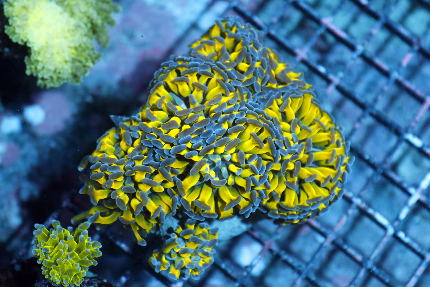 Hammer Branching Metallic Green/purple