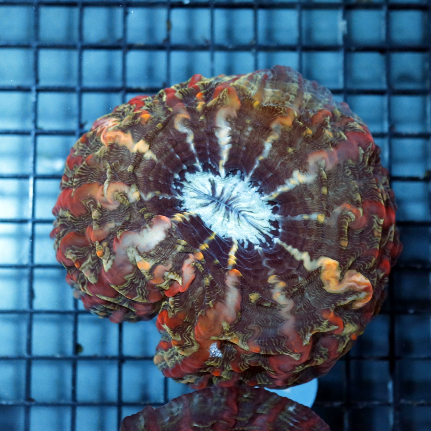 Indophyllia red and green metallic