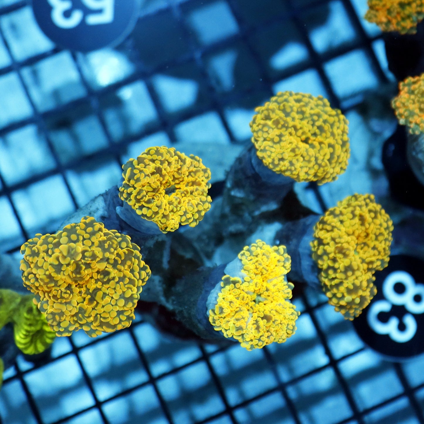 Frogspawn branching gold BK66