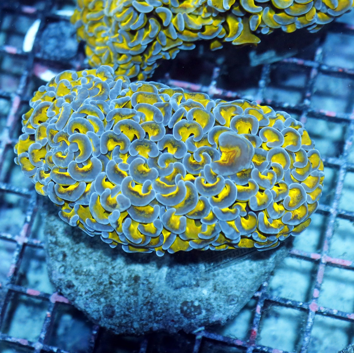 Hammer wall Metallic green/purple