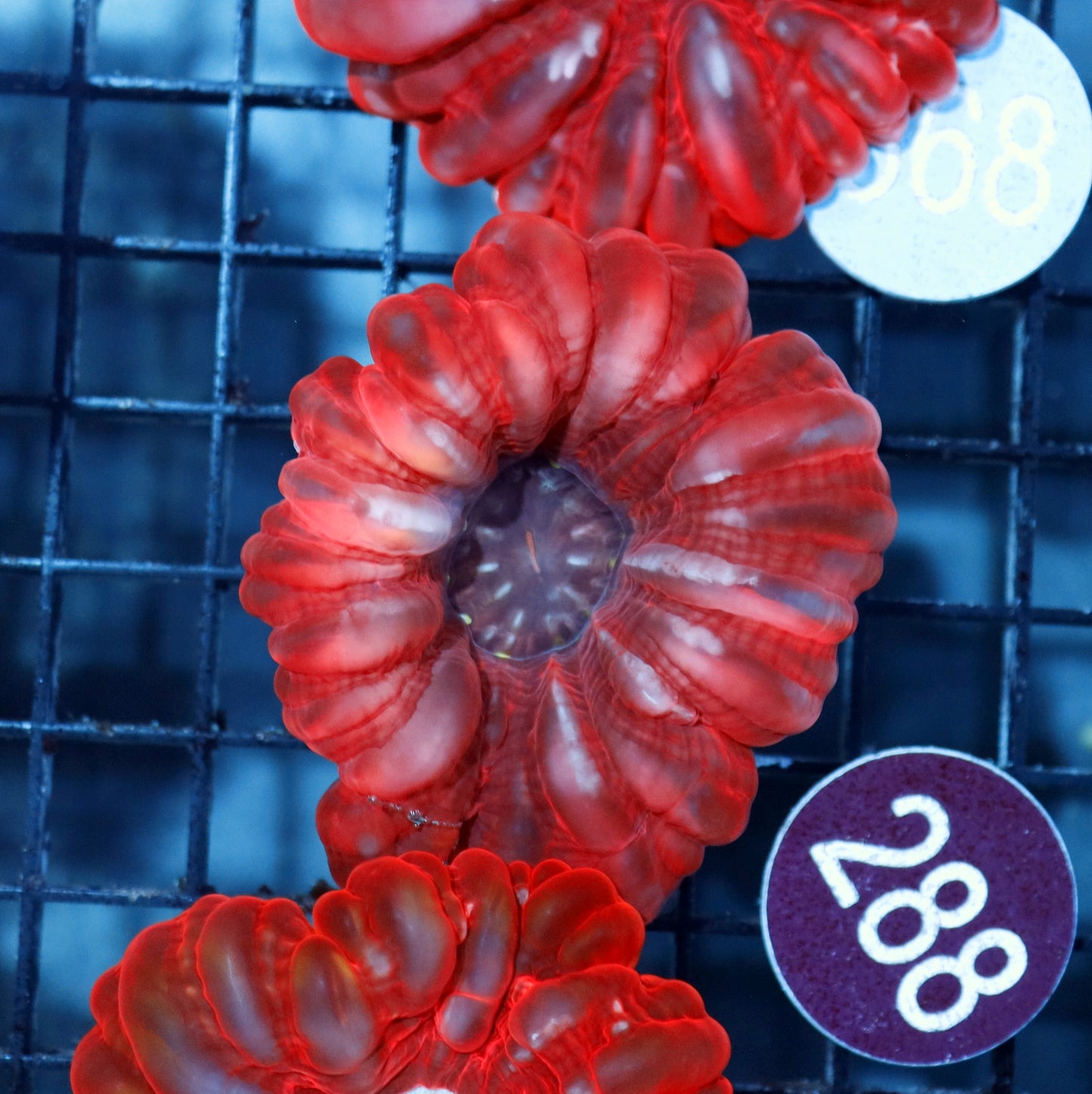 Cynarina metallic red R288