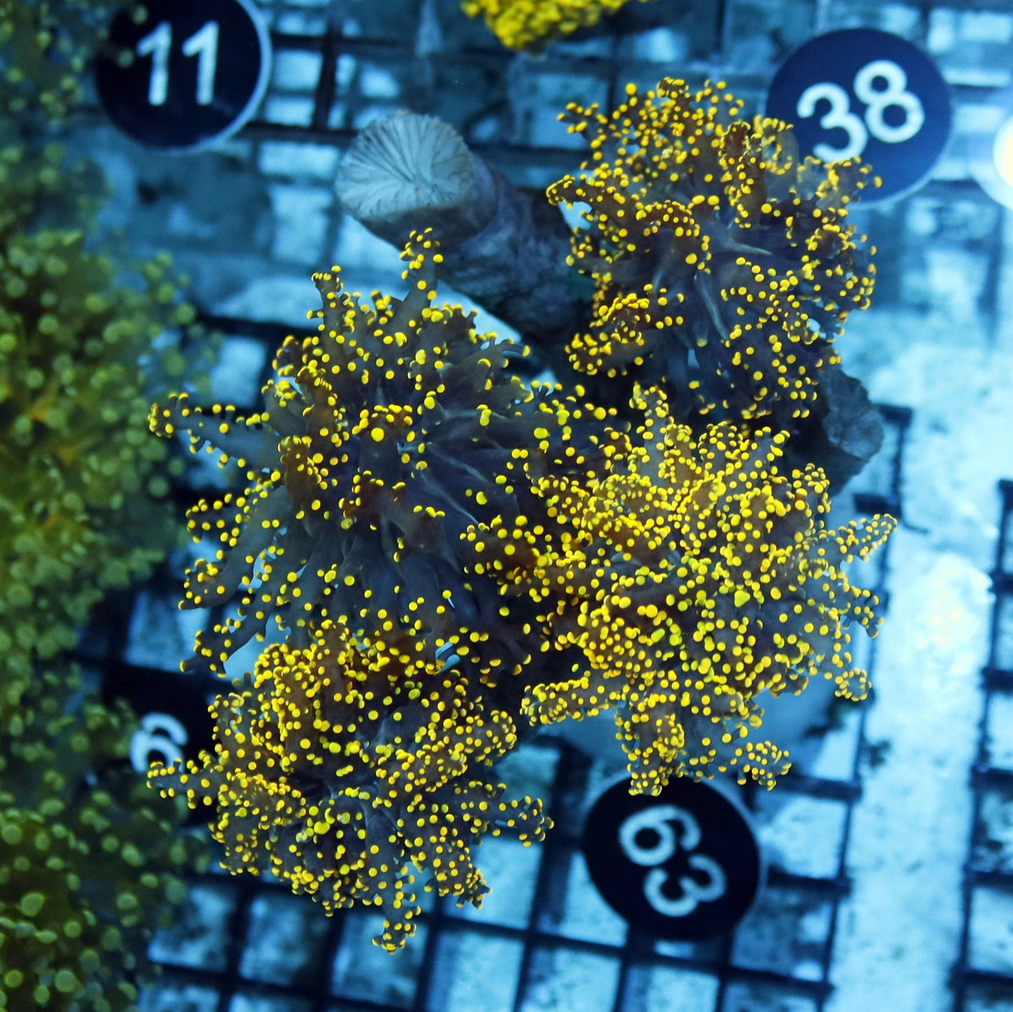 Frogspawn Branching gold BK63