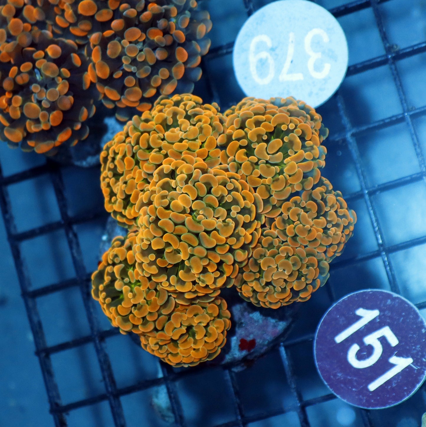 Hammer gold branching R151