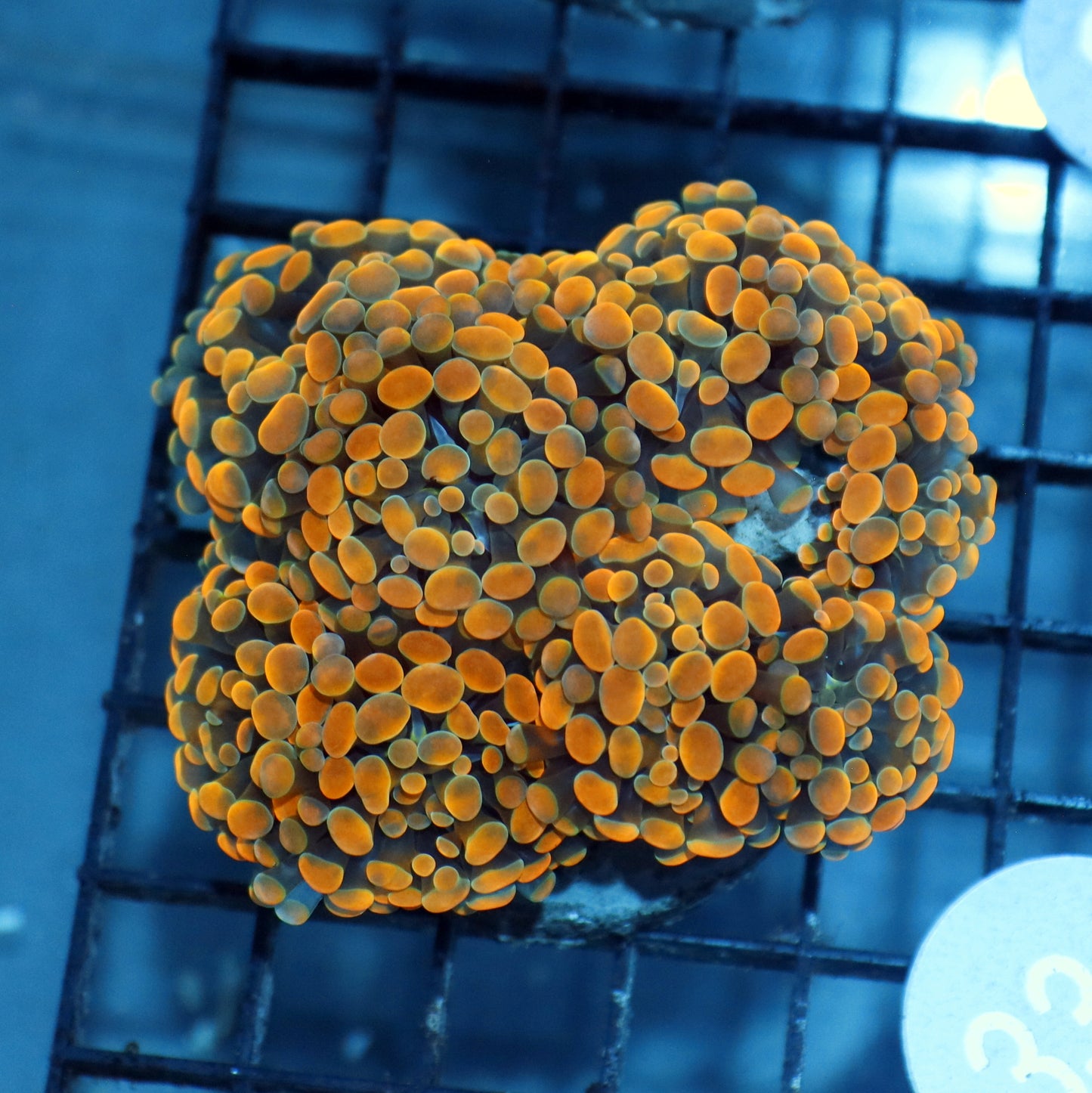 Hammer gold branching B331