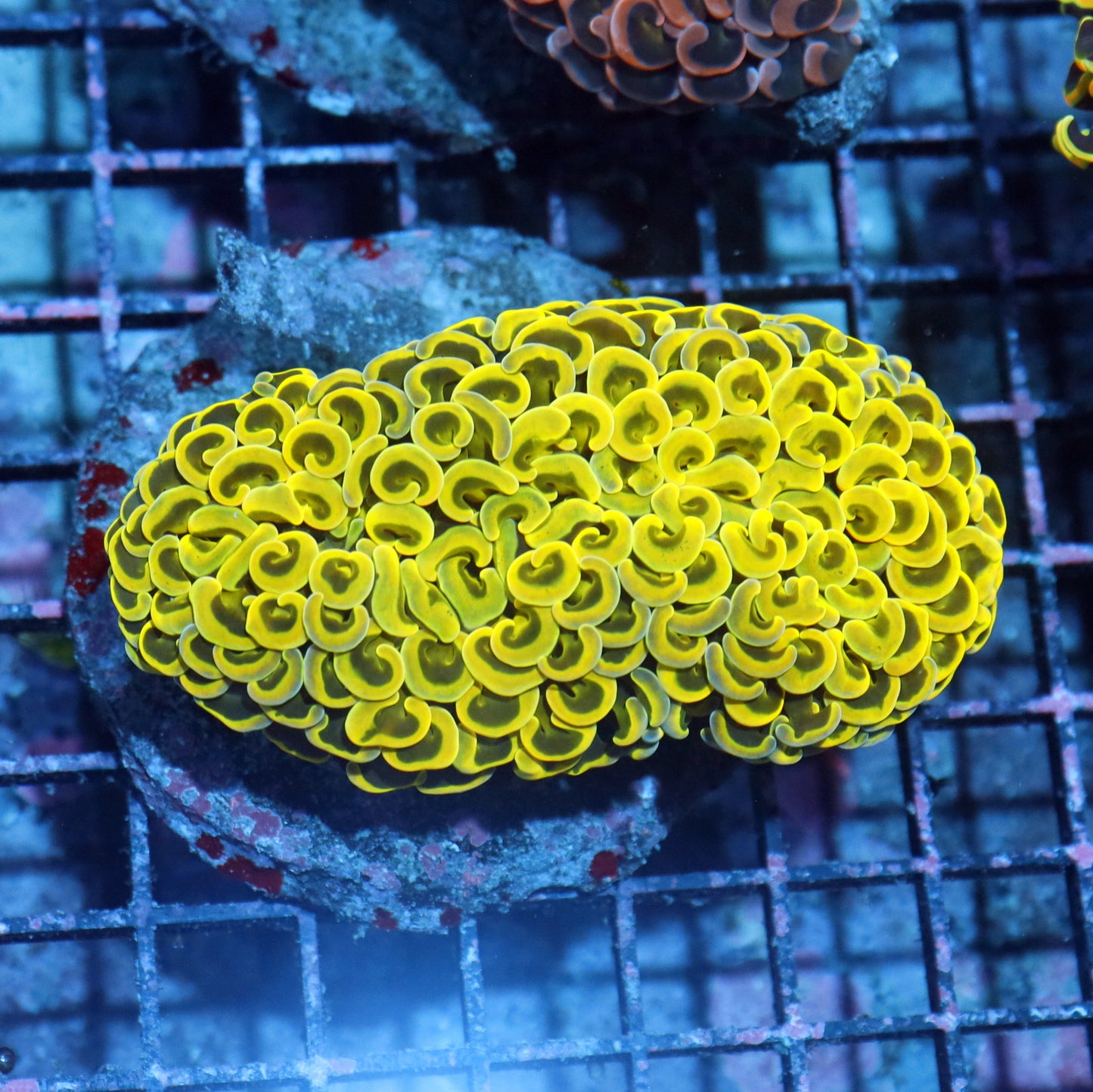 Hammer wall Metallic yellow