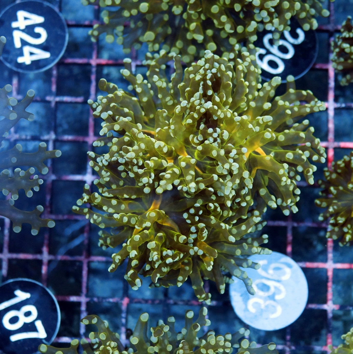 Frogspawn Branching Metallic B396