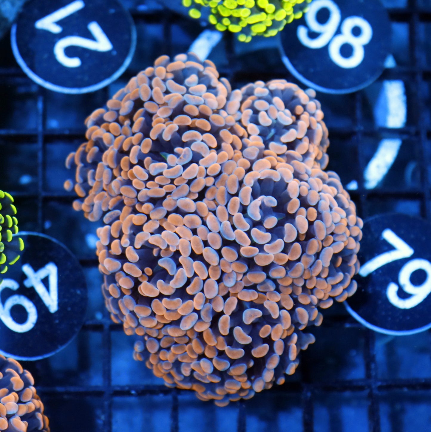Hammer gold branching Bk79