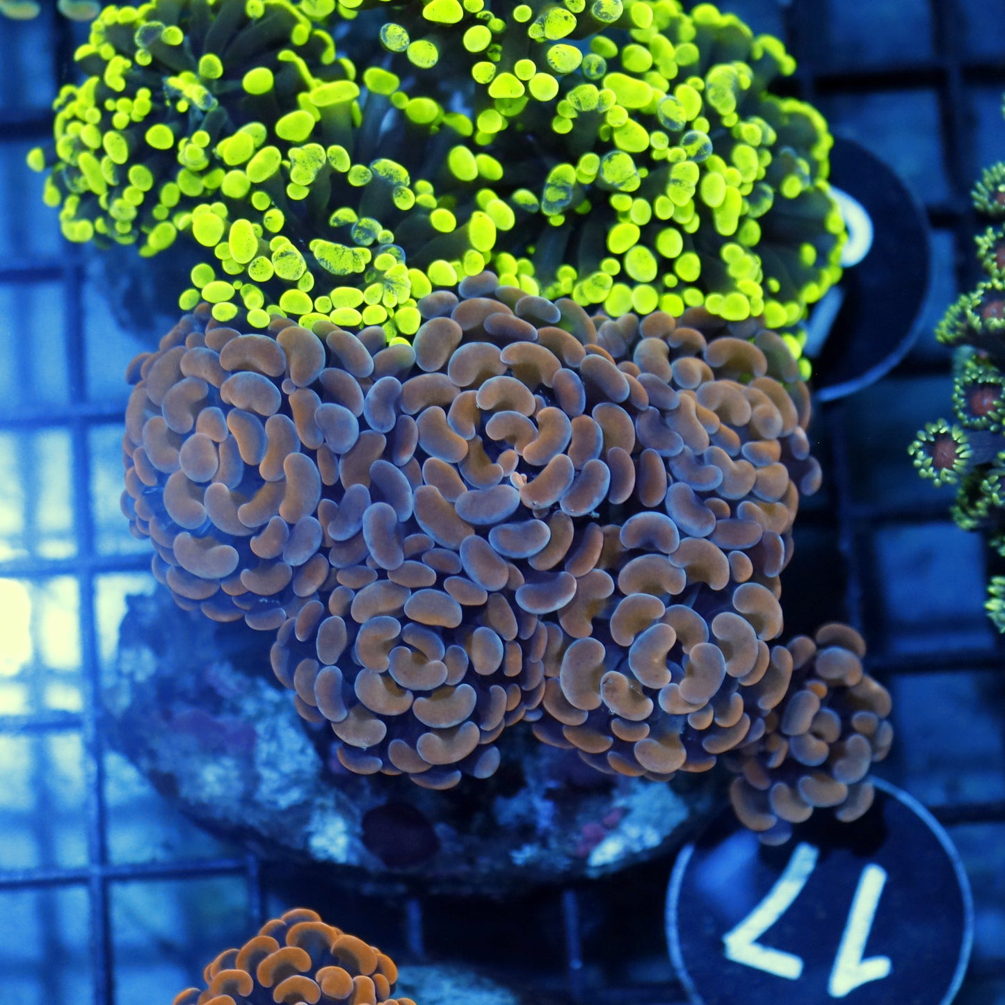 Hammer branching BK17