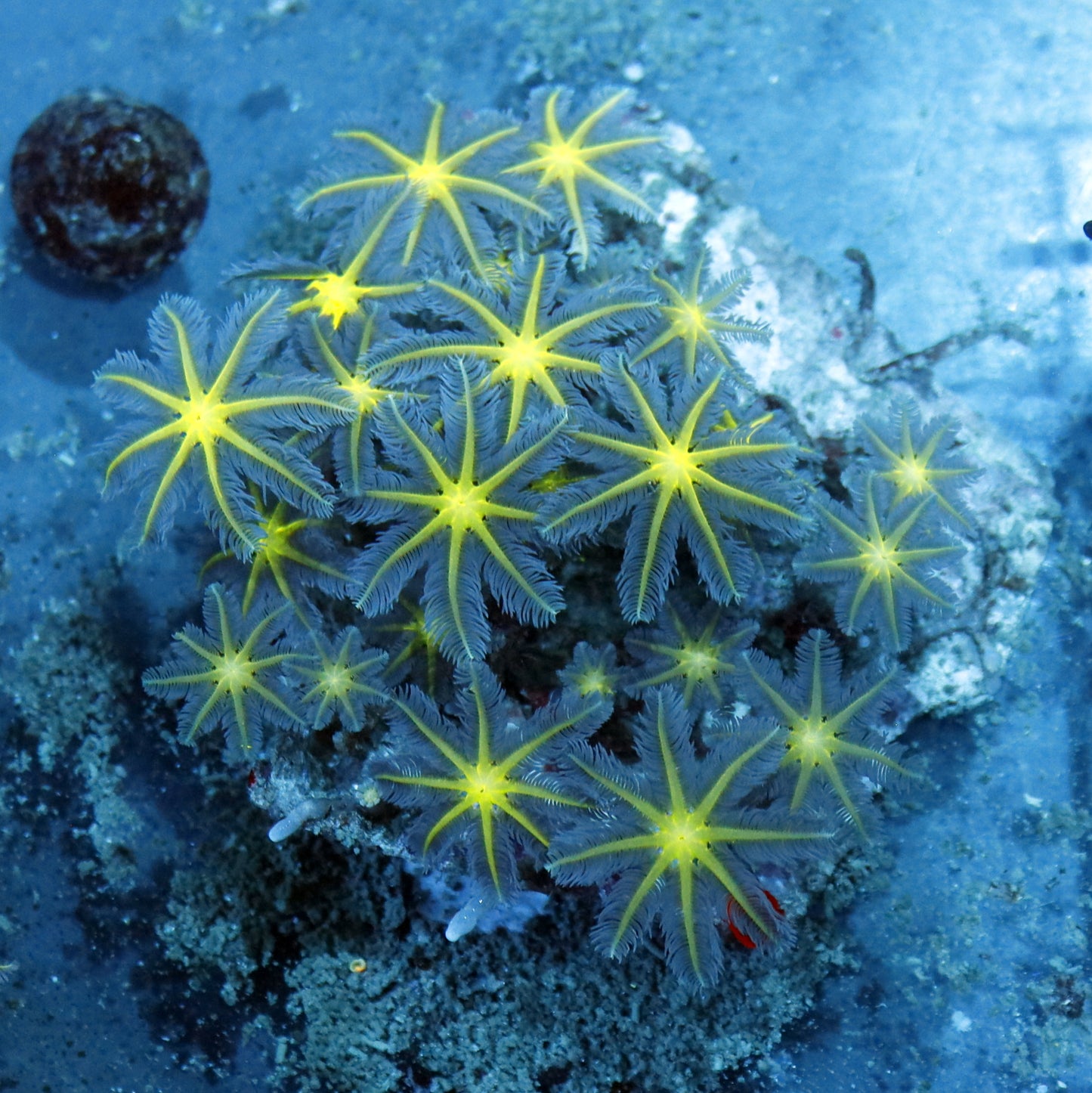 Clove polyps Green metallic