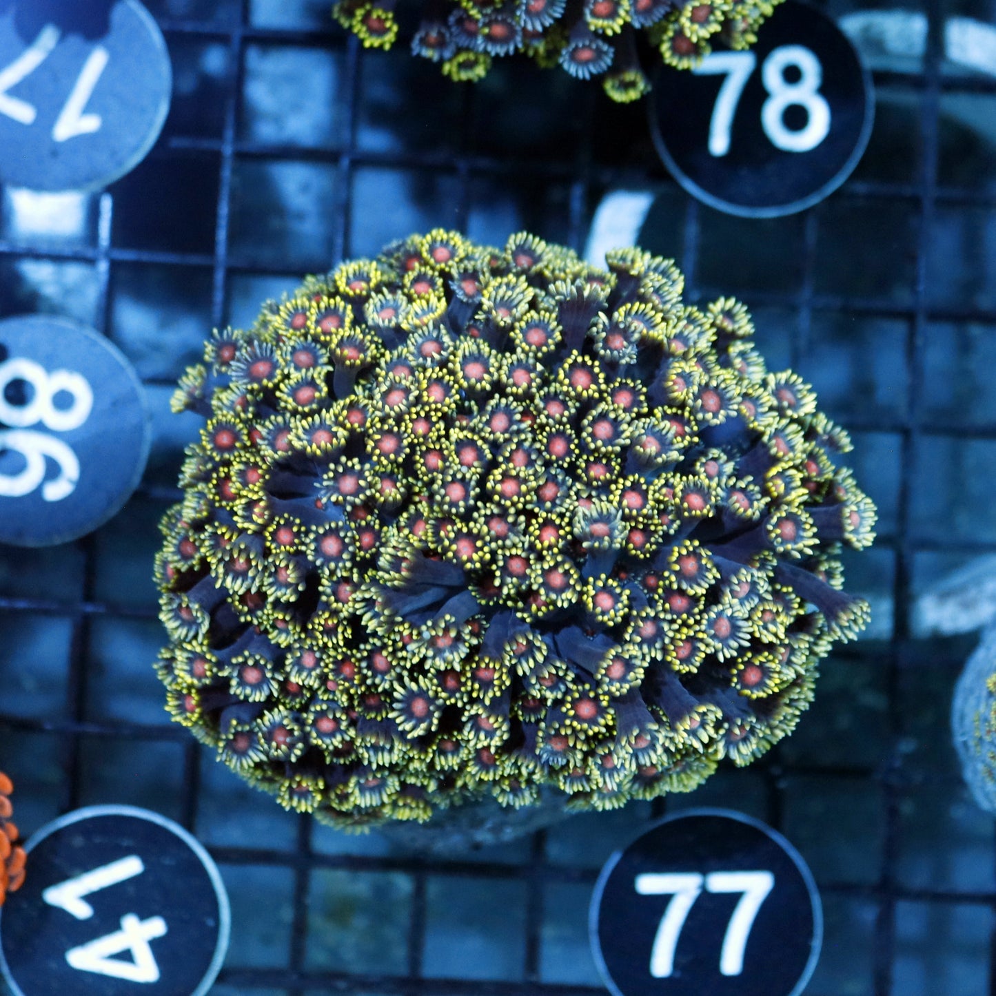 Goniopora Multi color Bk77