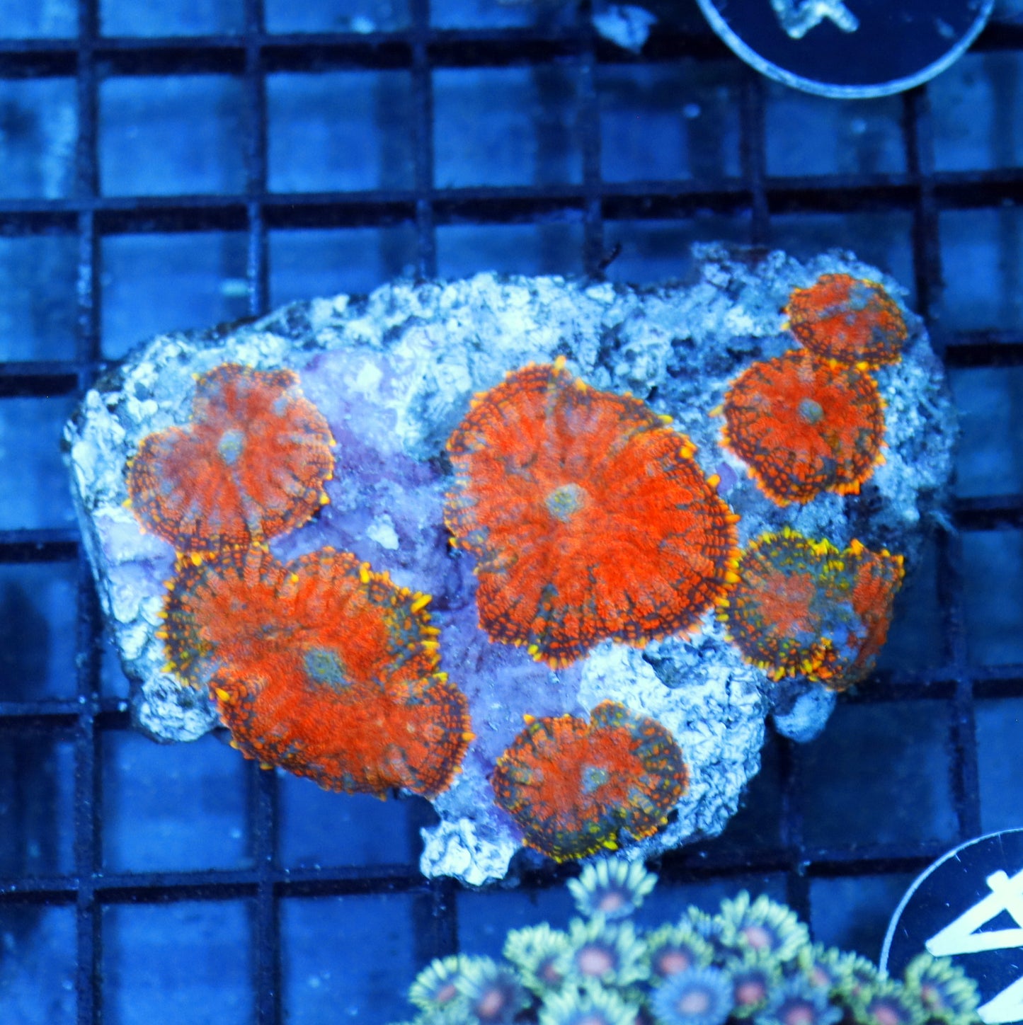 Mushroom Rhodactis Orange BK300