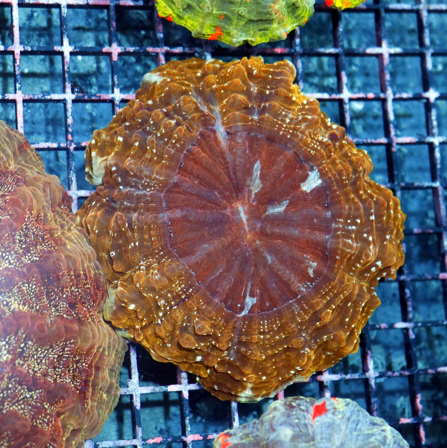Acanthophyllia Gold