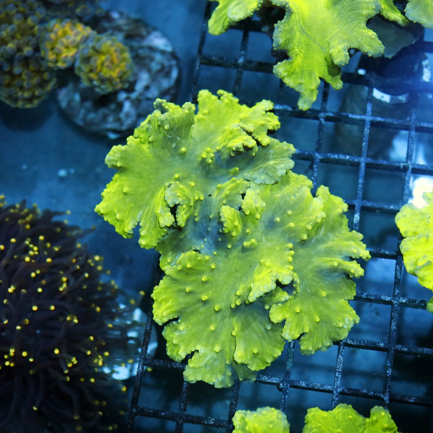 Leather coral metallic Green