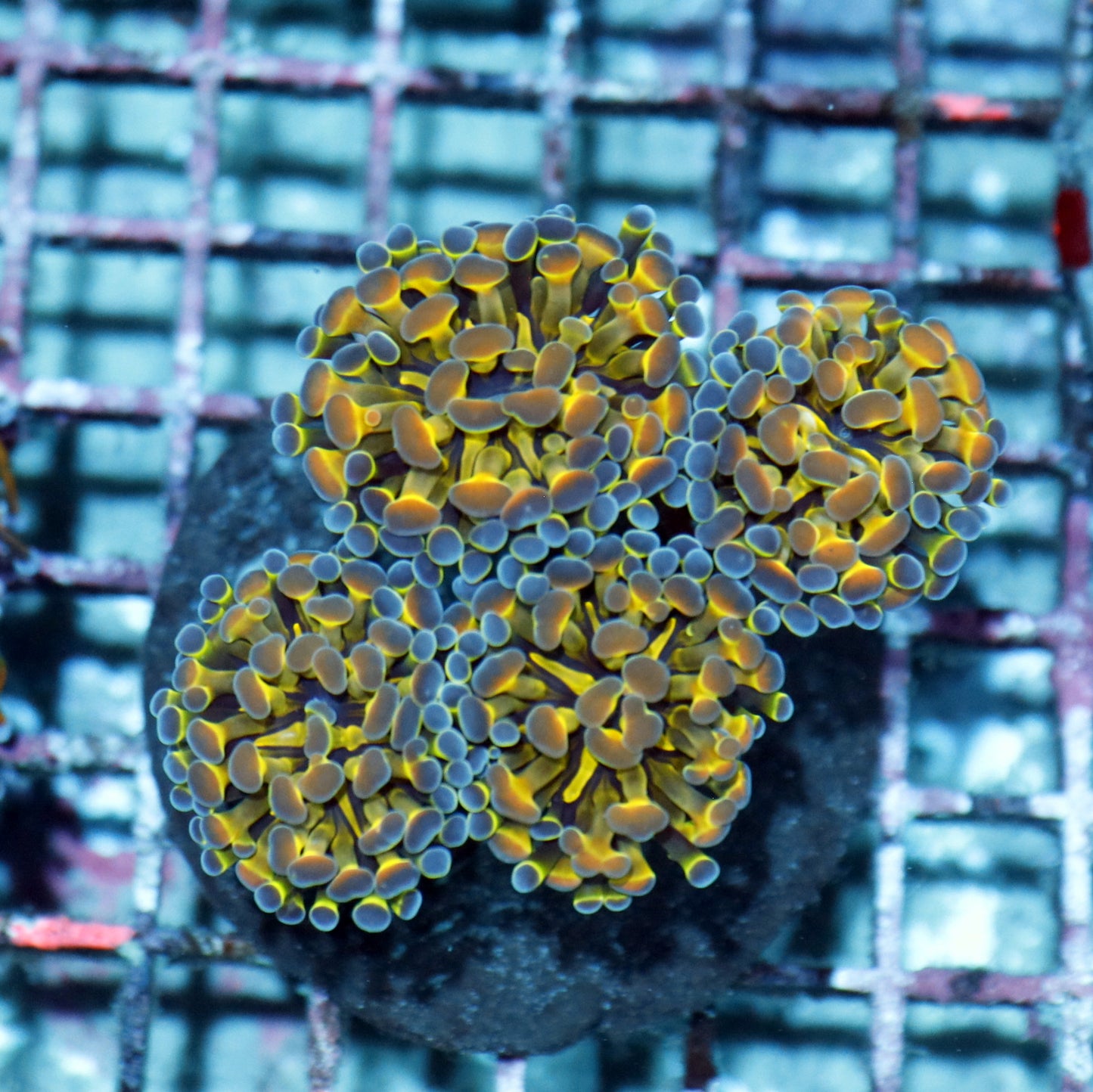 Hammer Hologram branching