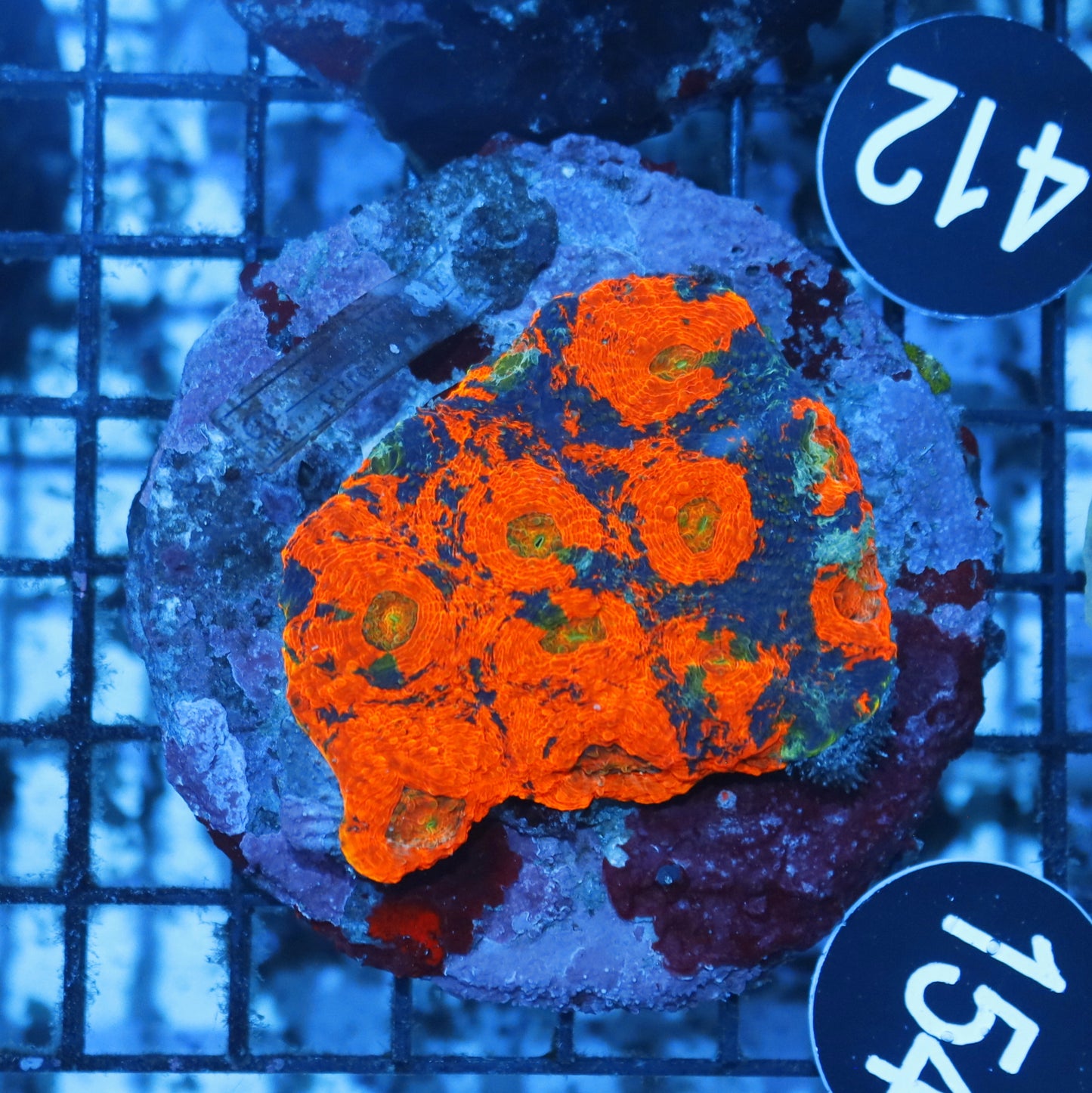 Acan echinata BK154