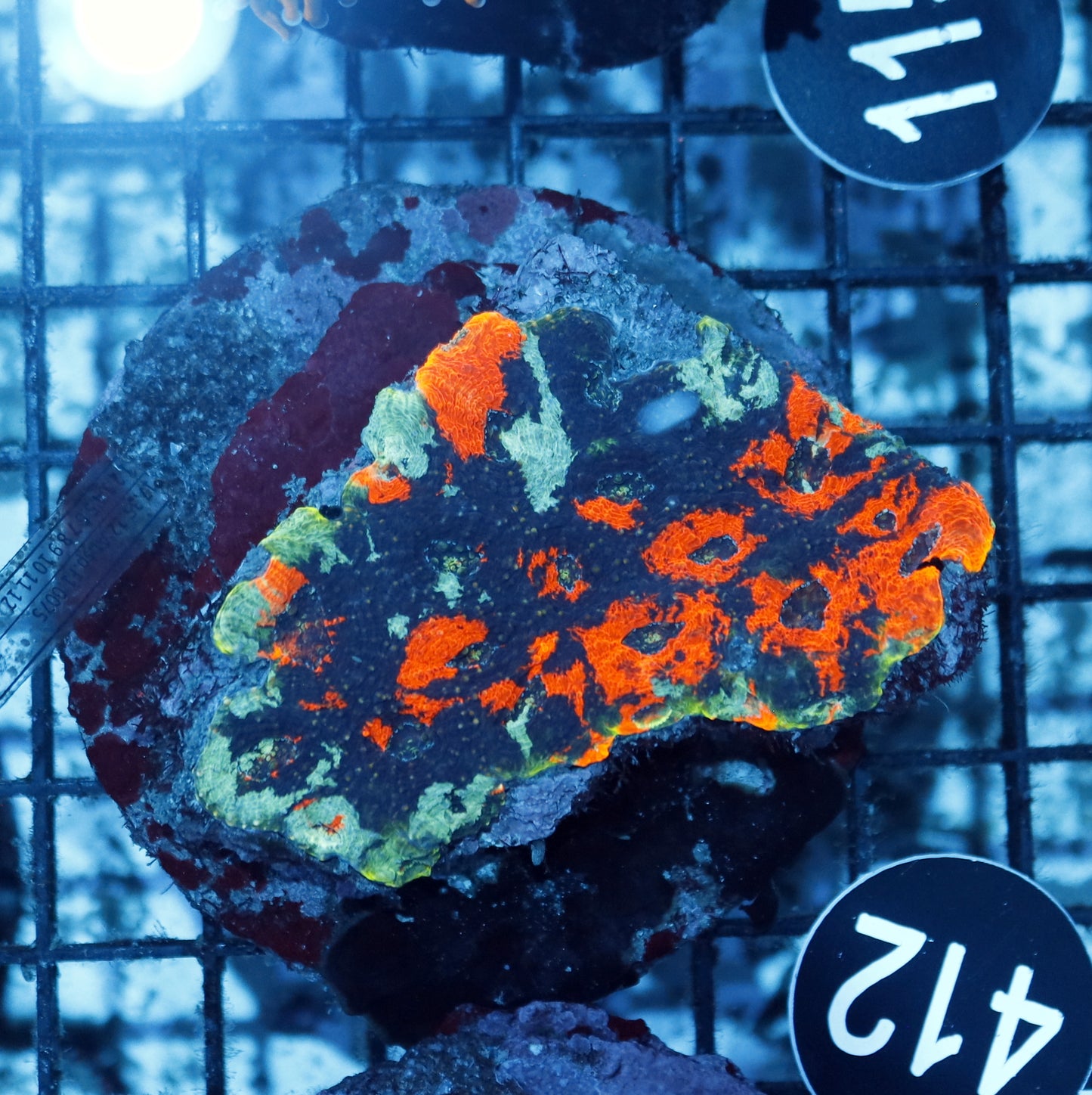 Acan echinata BK412