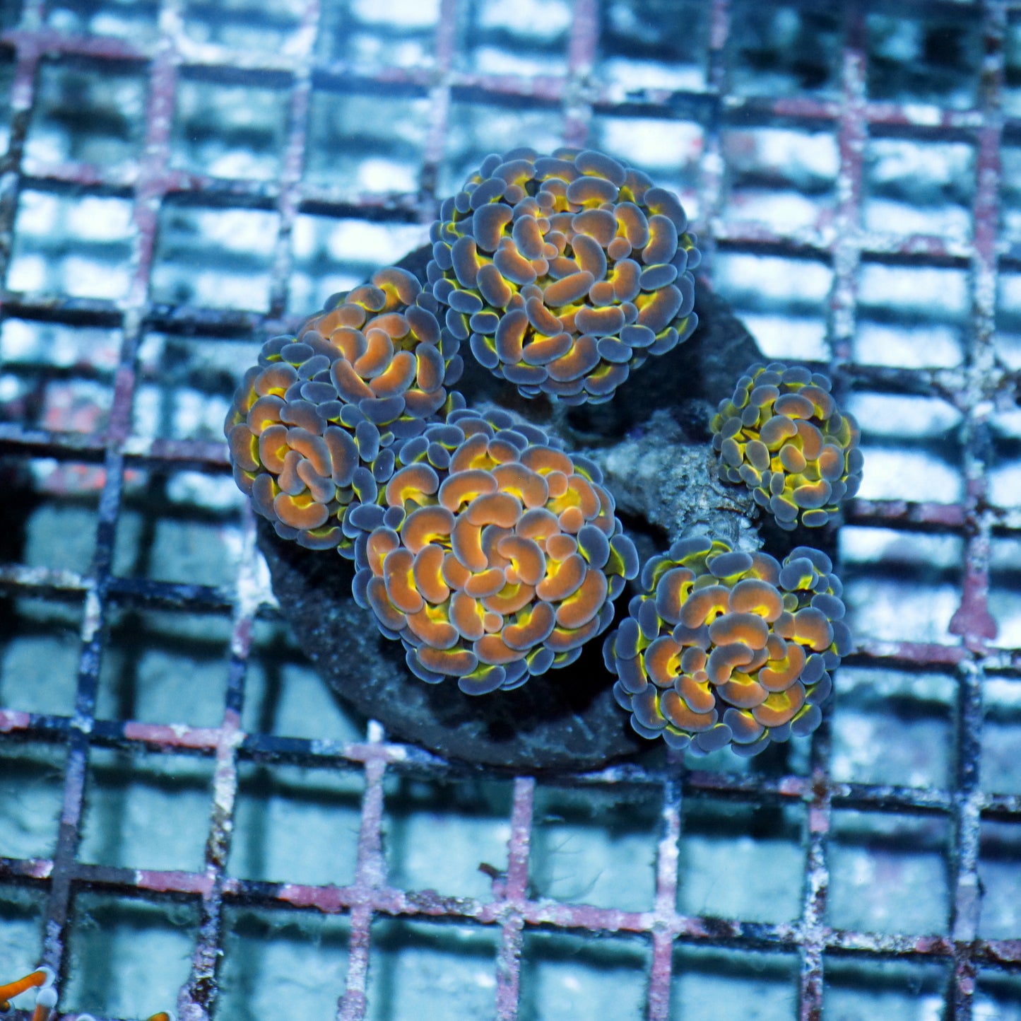 Hammer Hologram branching