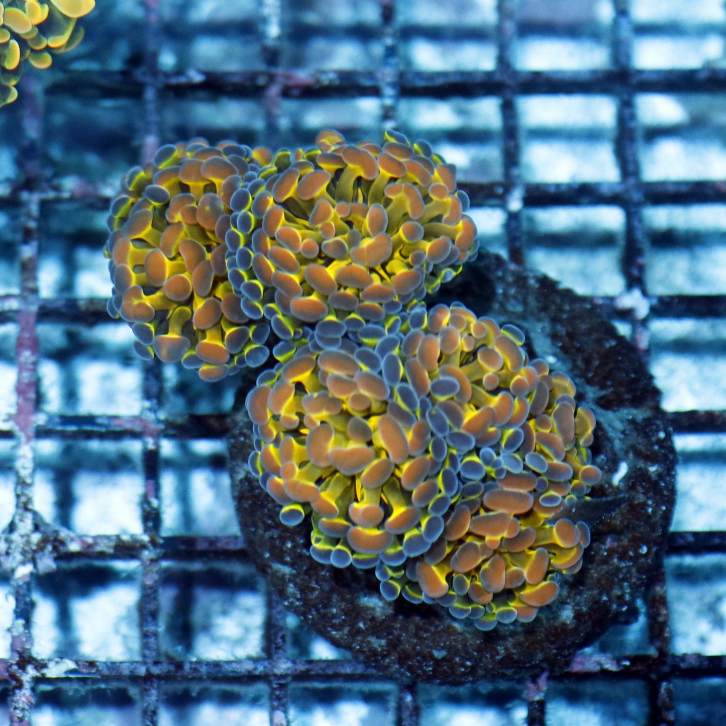 Hammer Hologram branching