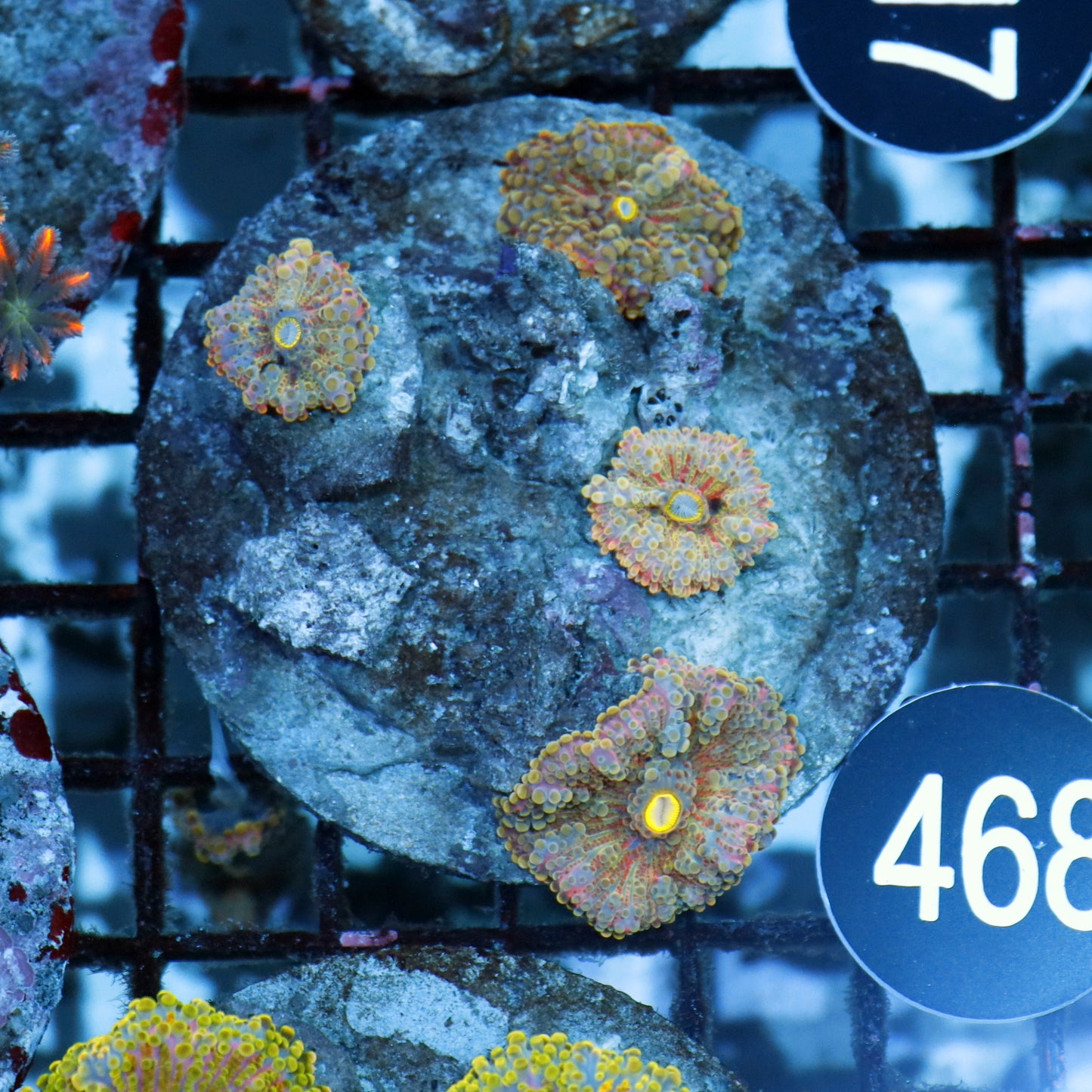 Mushroom ricordea rock BK468
