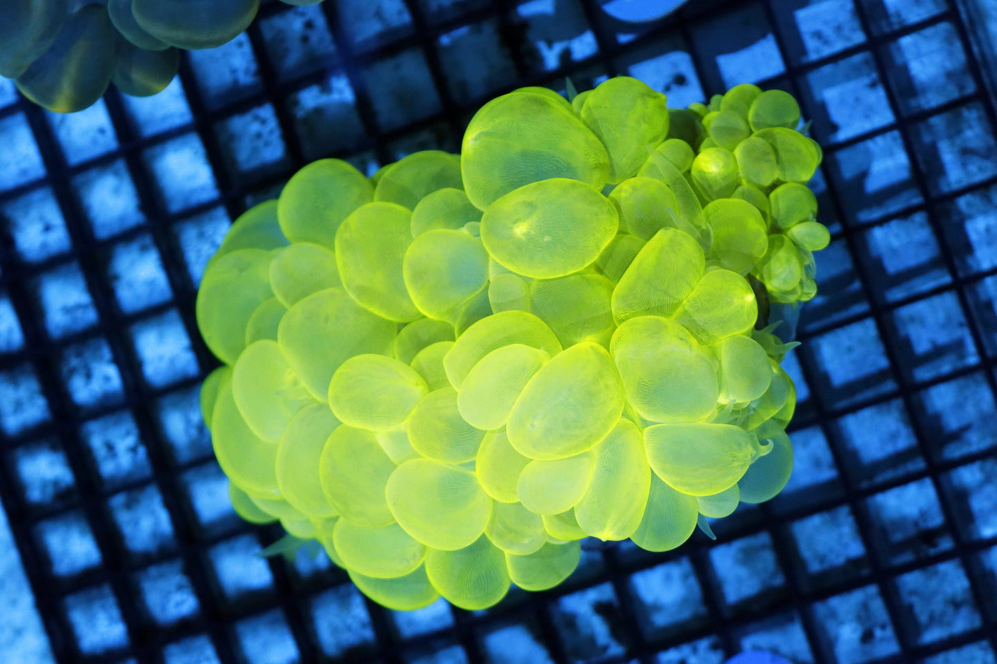 Bubble metallic green