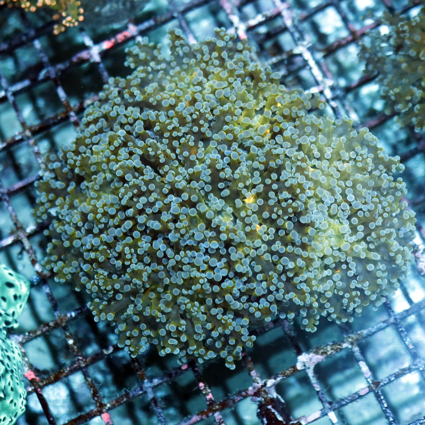 Frogspawn