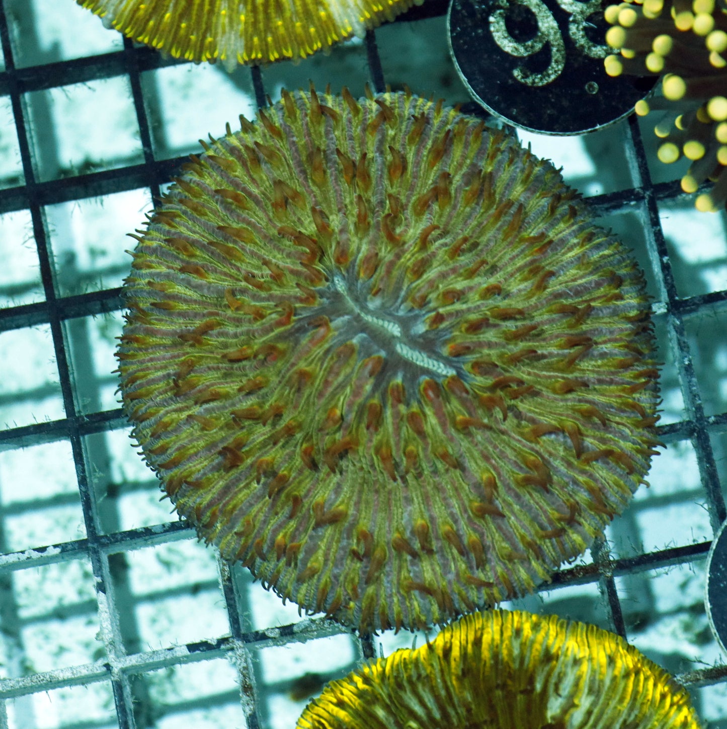 Plate coral green with red tips BK347