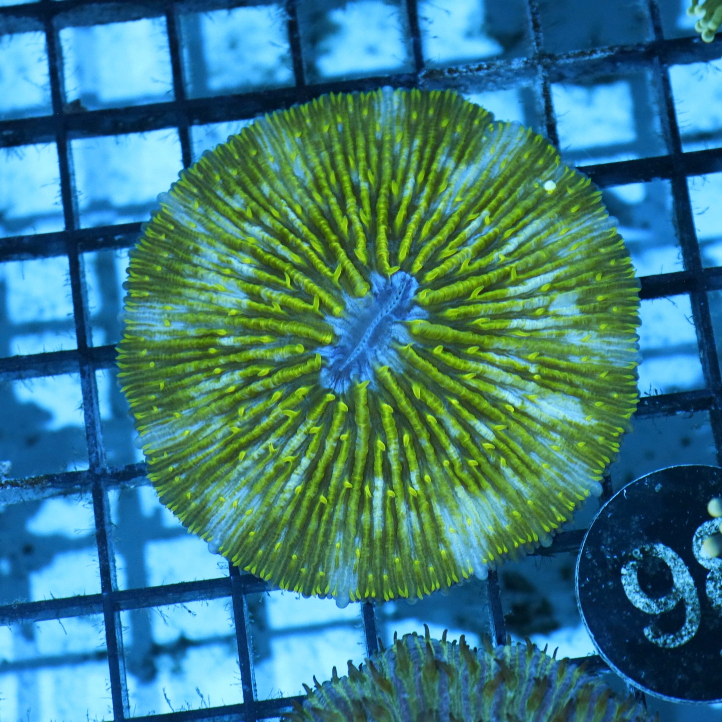 Plate coral Metallic green BK98