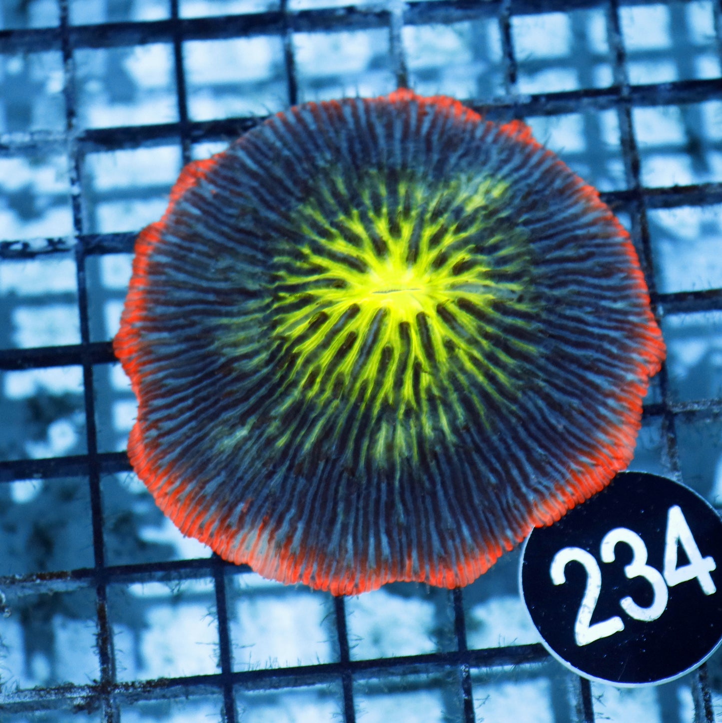 Plate coral Metallic green with orange rim BK234