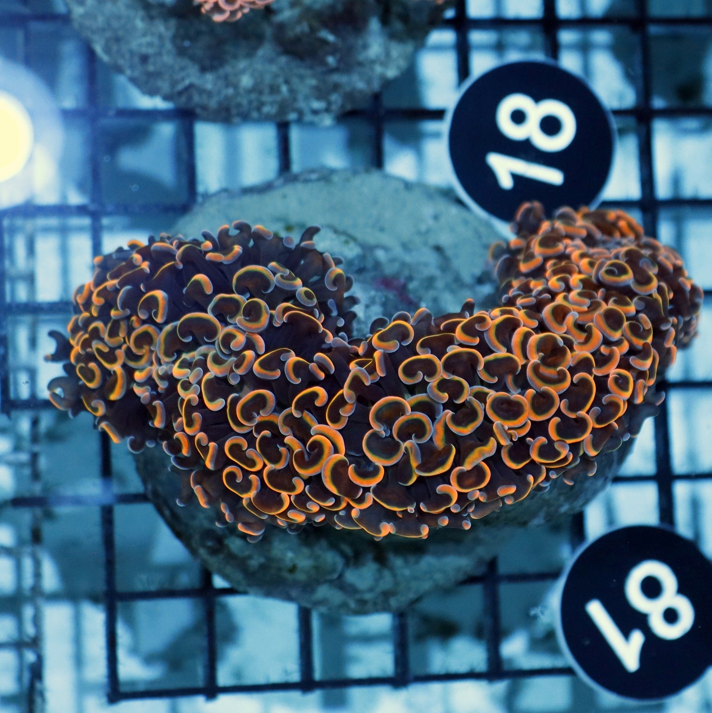 Hammer wall metallic orange Bk81