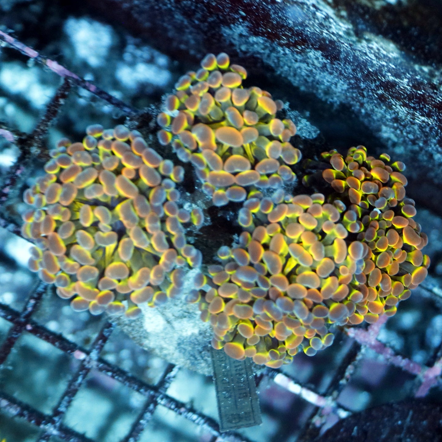 Hammer Hologram branching