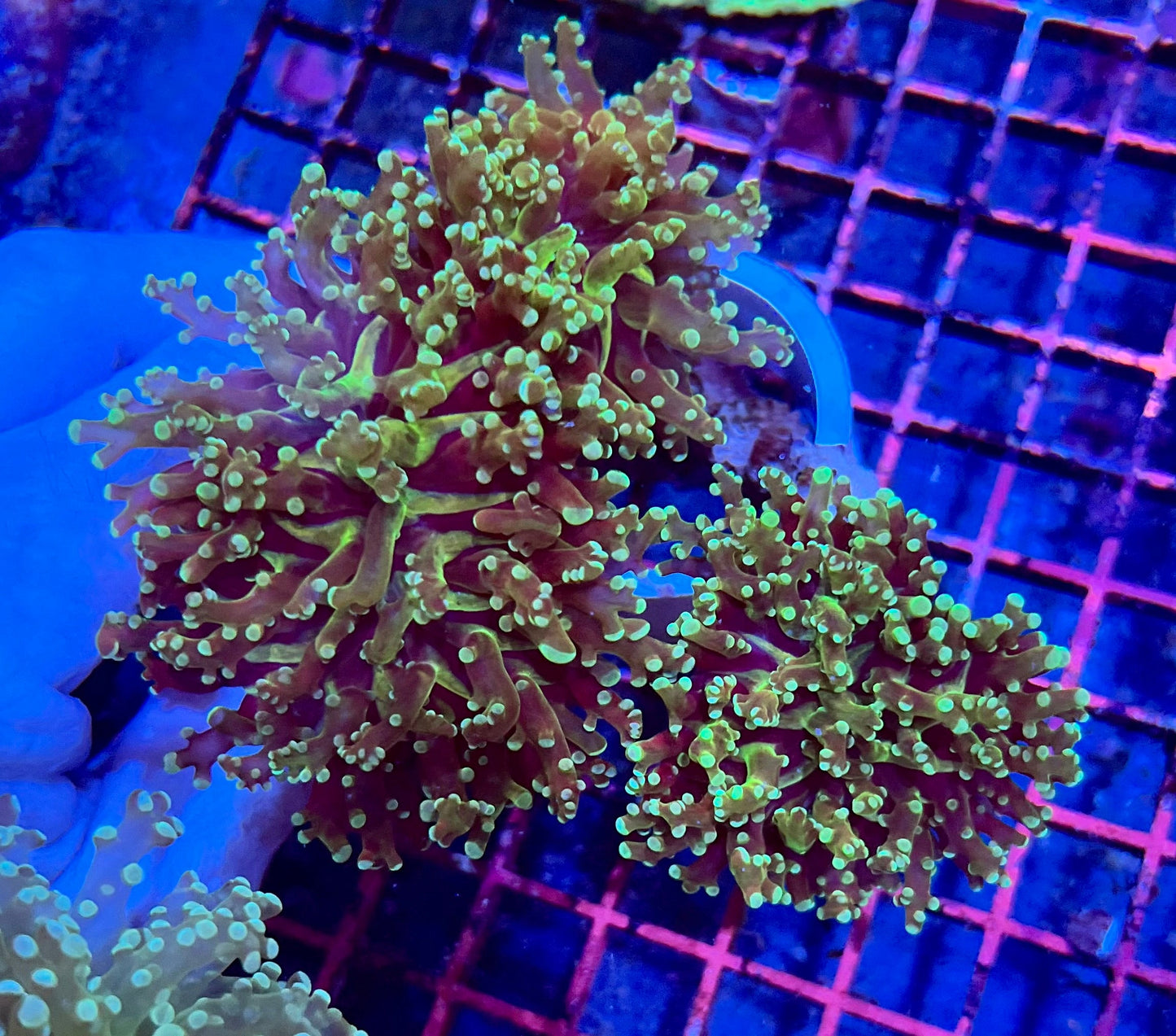 Branching Colony Frogspawn