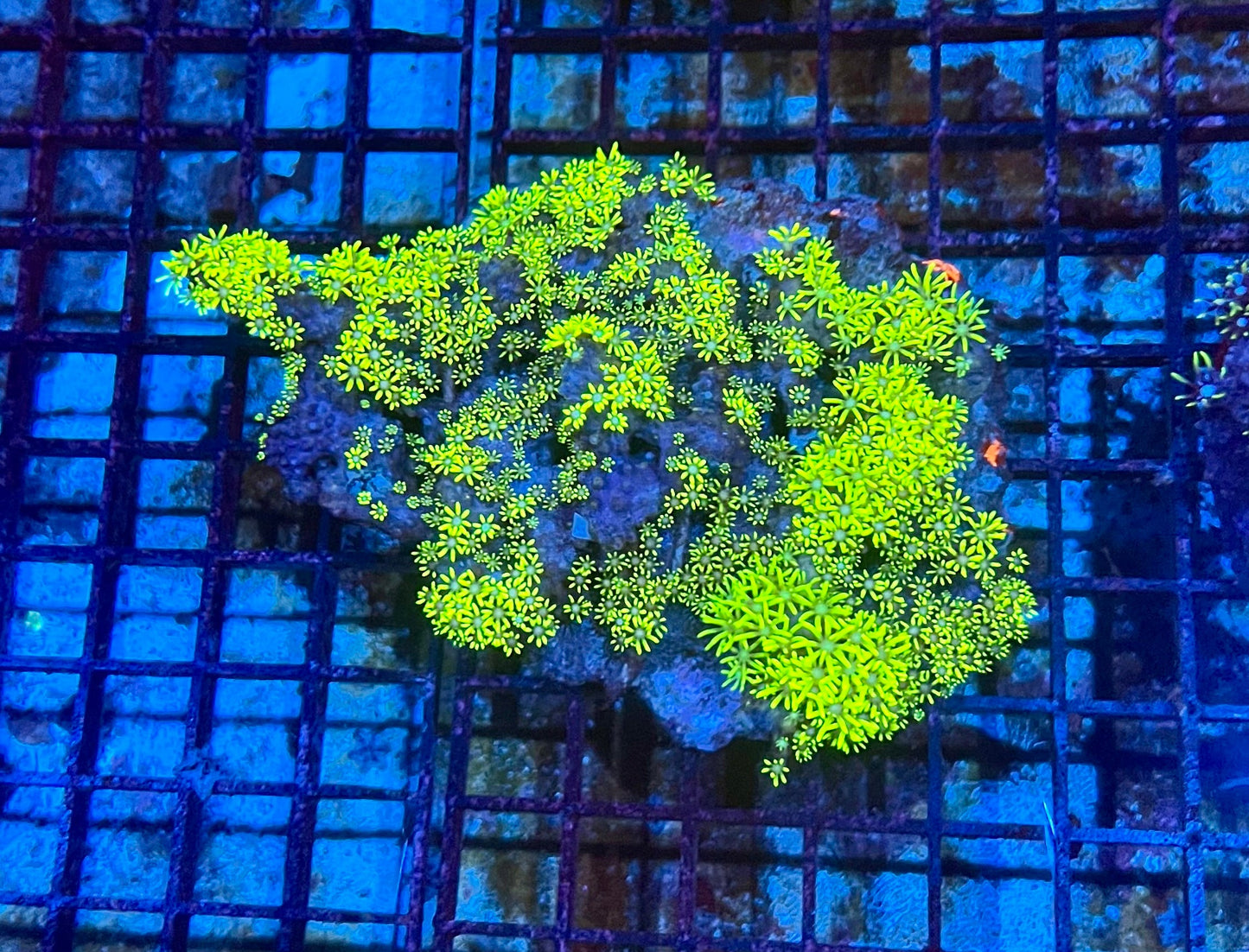 Large Green Star Polyps