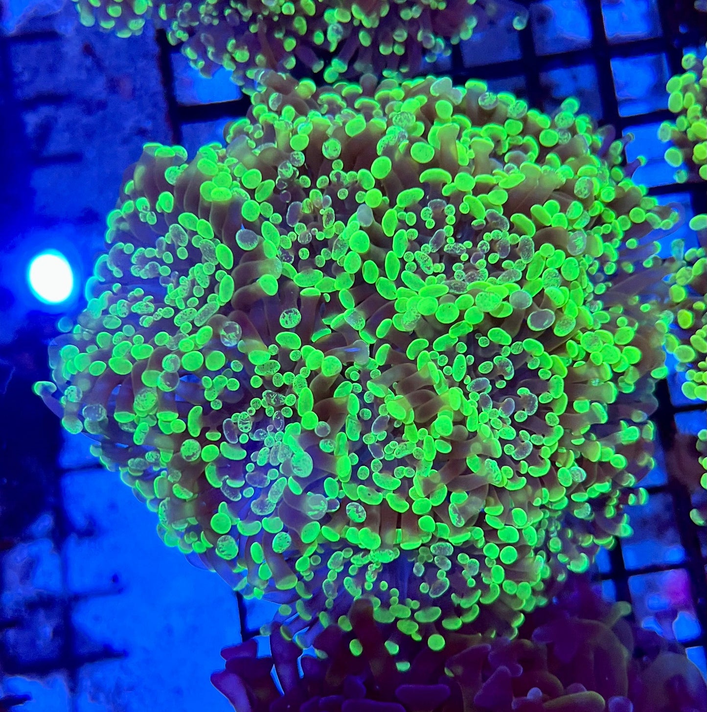 Ultra Branching Colony Hammer Coral