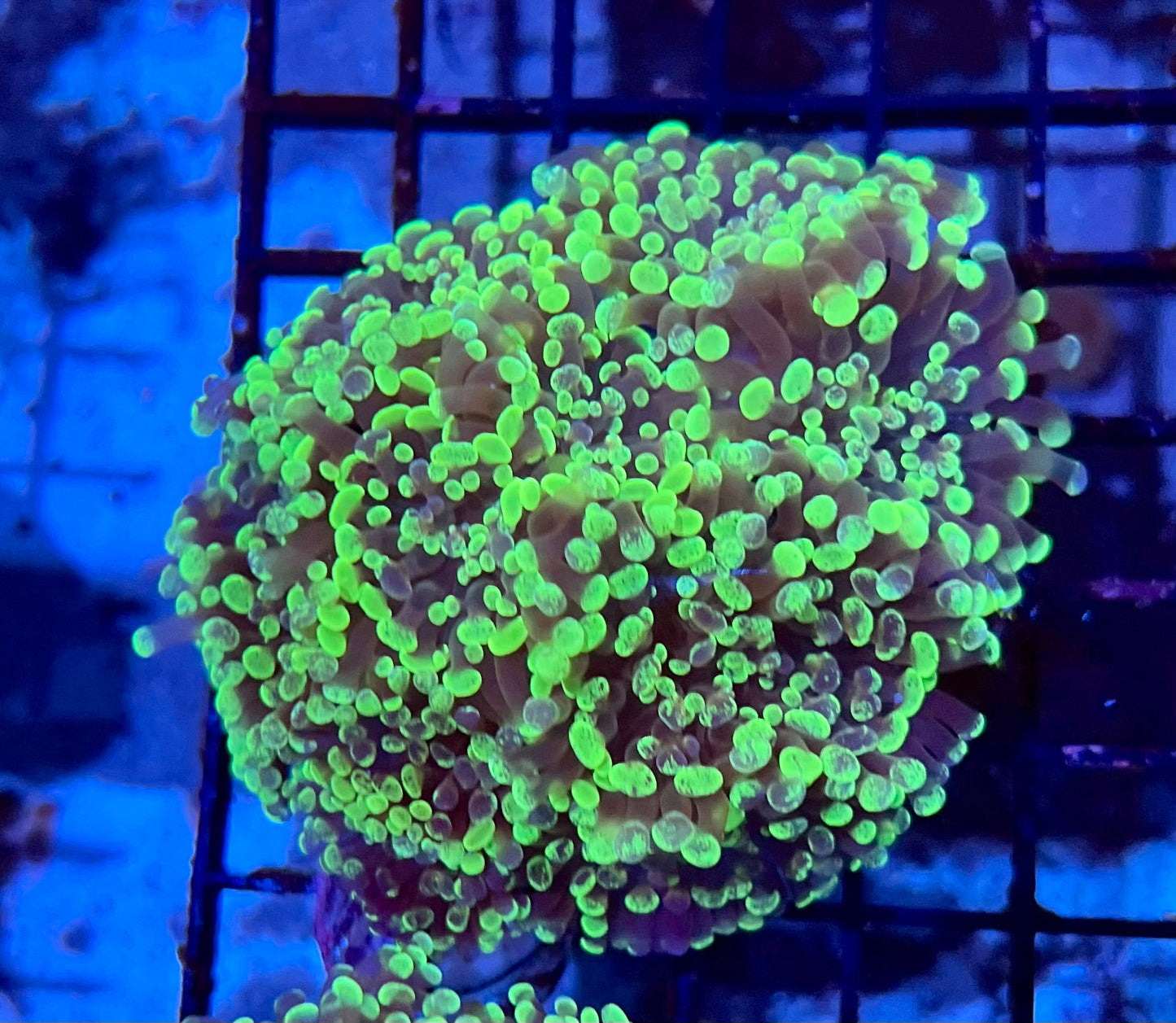 Ultra Branching Colony Hammer Coral