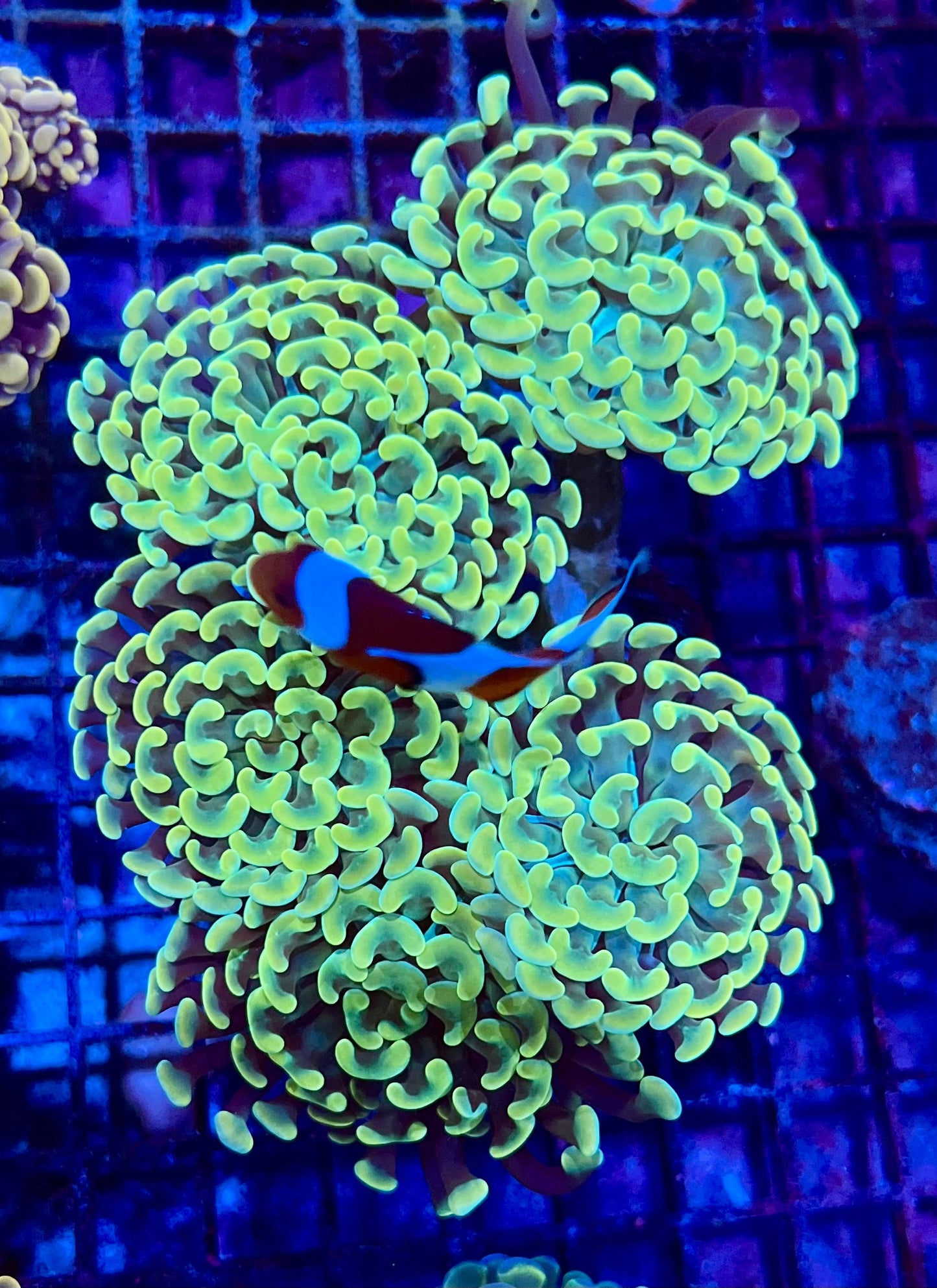 Ultra Branching Colony Hammer Coral