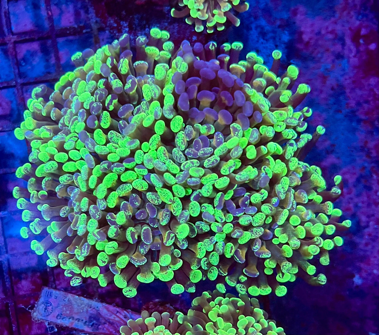Ultra Branching Colony Hammer Coral