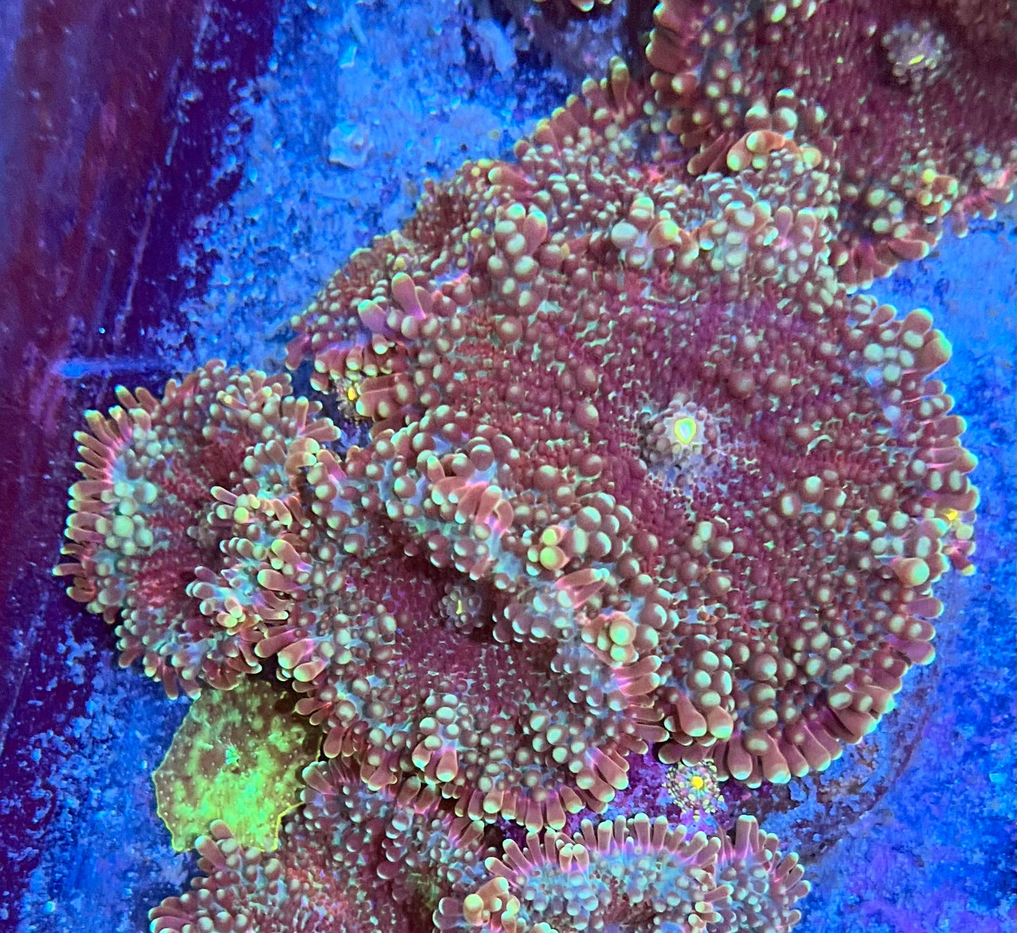 Ricordia Colony Mushrooms