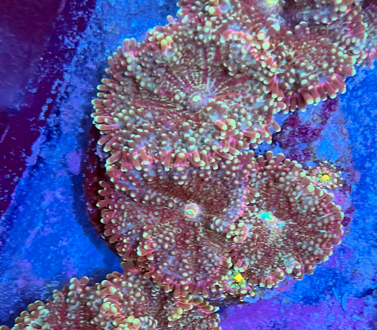 Ricordia Colony Mushrooms