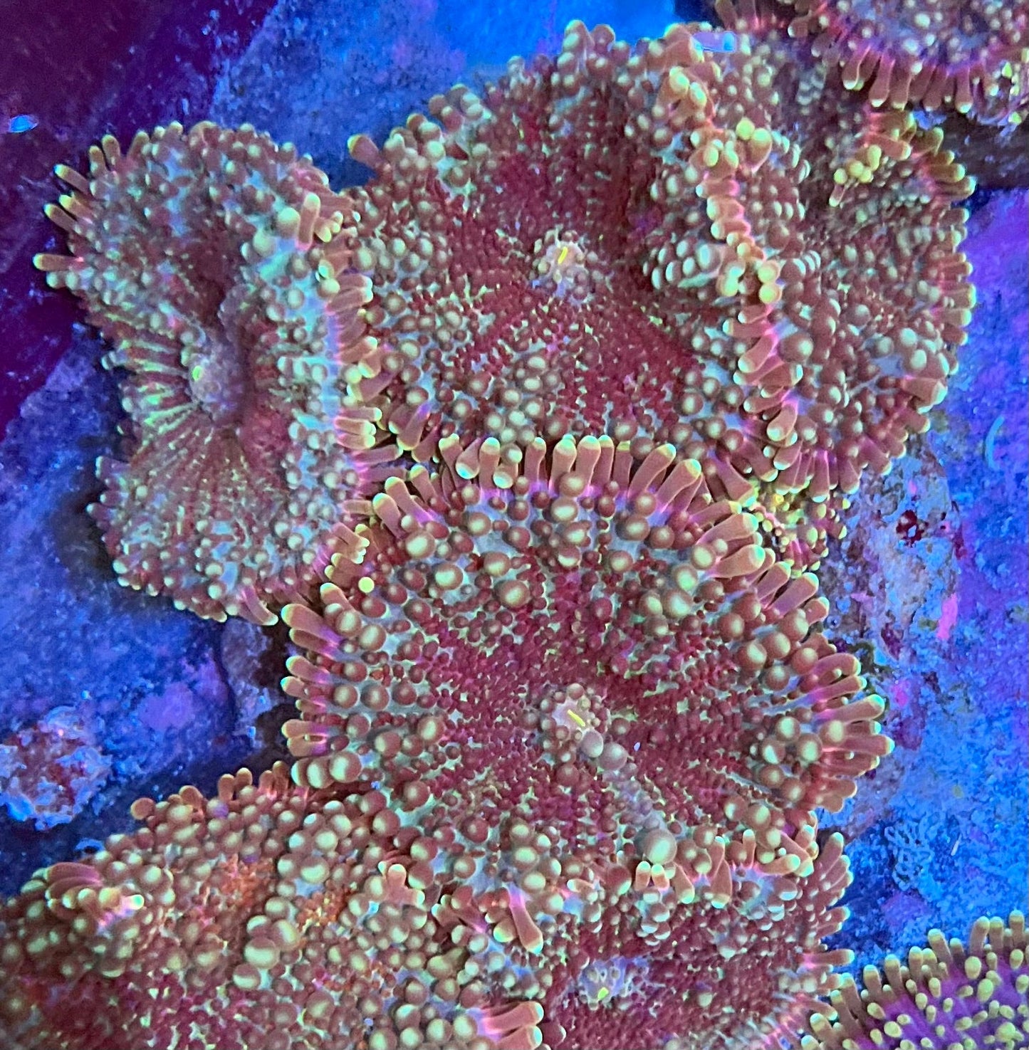 Ricordia Colony Mushrooms