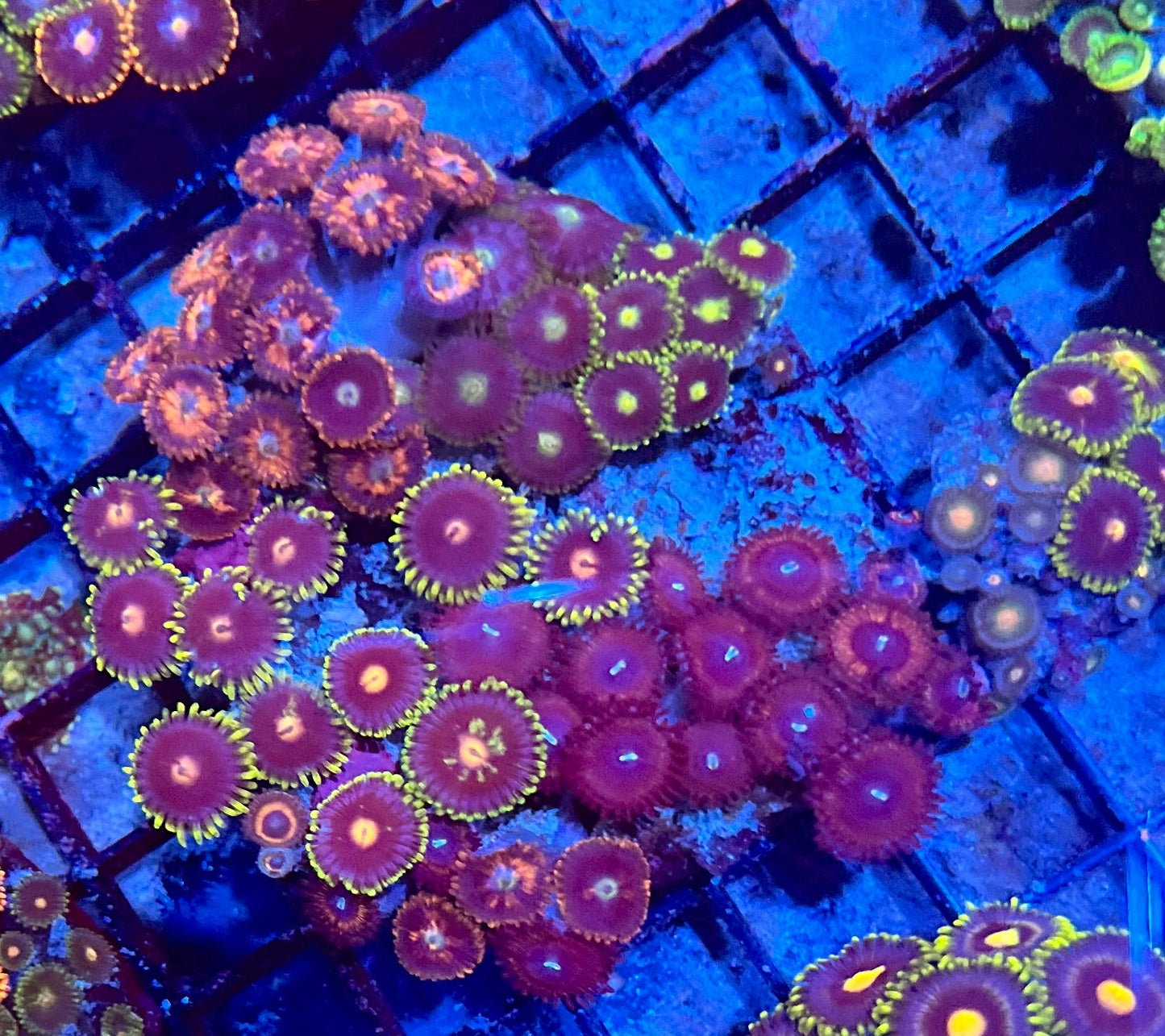 Large Ultra Mixed Garden Zoanthids