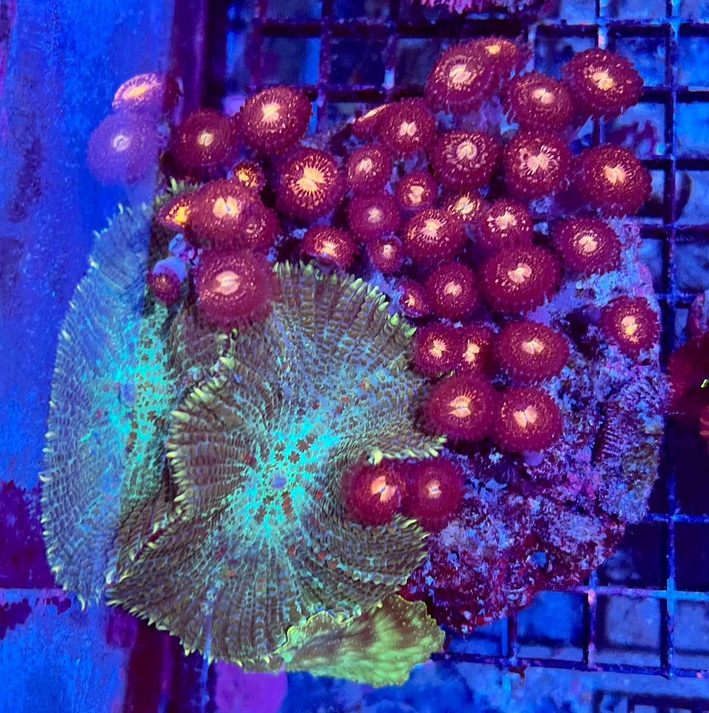 Large Ultra Mixed Garden Zoanthids