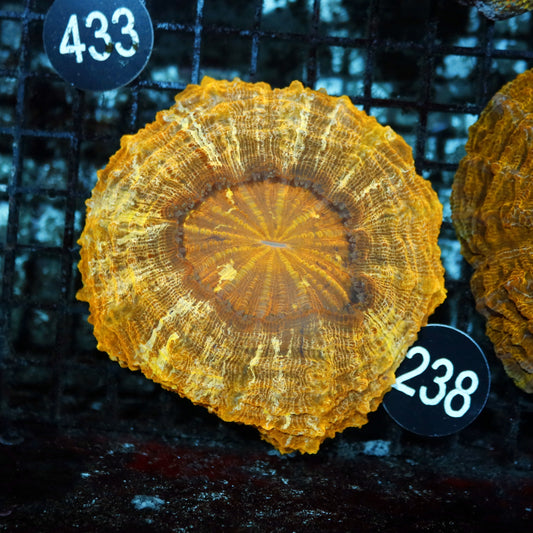 ACANTHOPHYLLIA ORANGE/GOLD METALLIC BK238