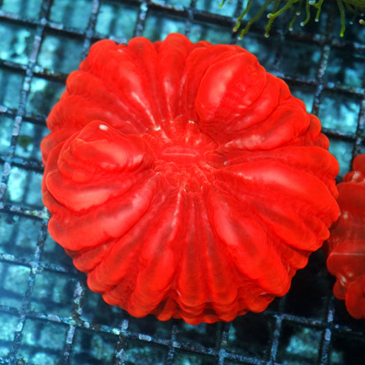 Cynarina Red metallic