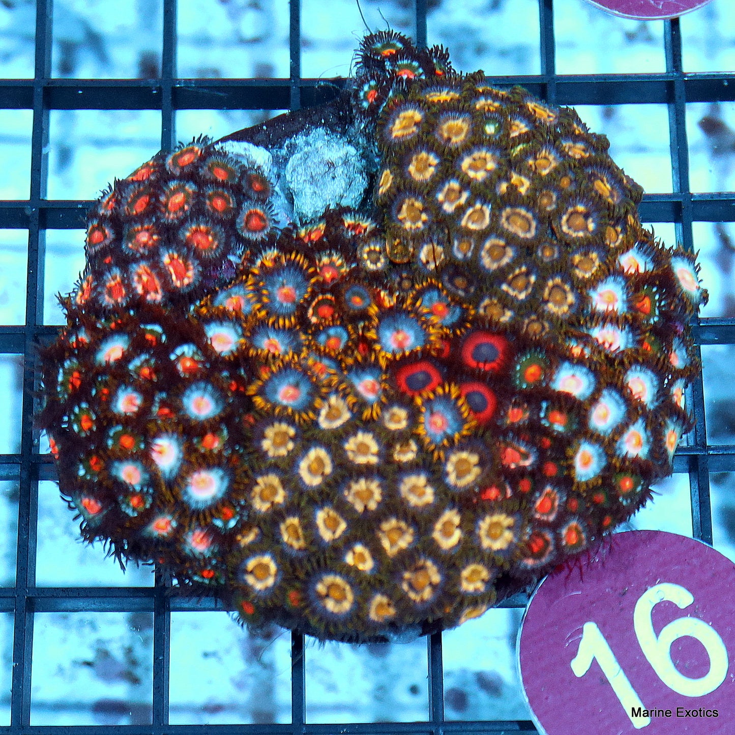 Zoanthid combo r16