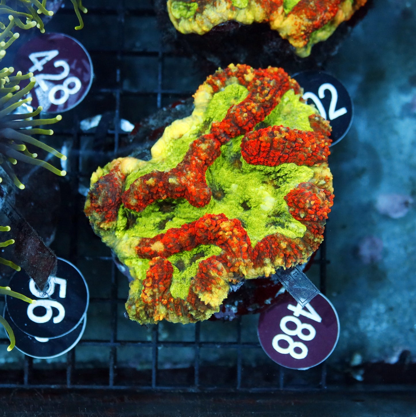 SYMPHYLLIA SPECIAL COLOR R488
