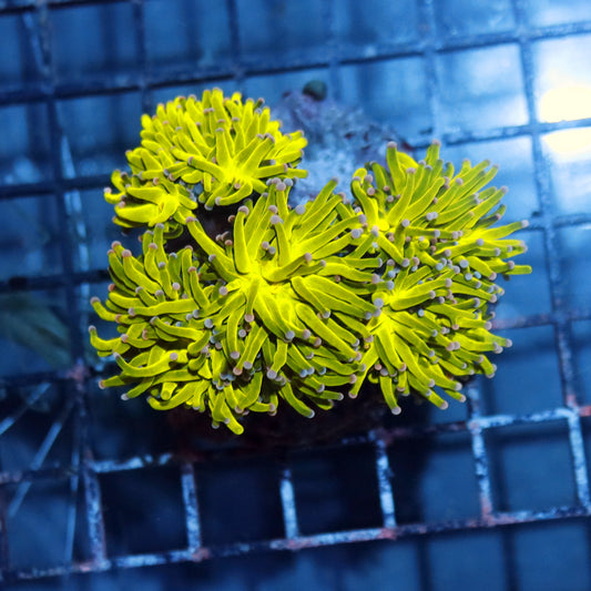 Torch super holy grail 5 heads