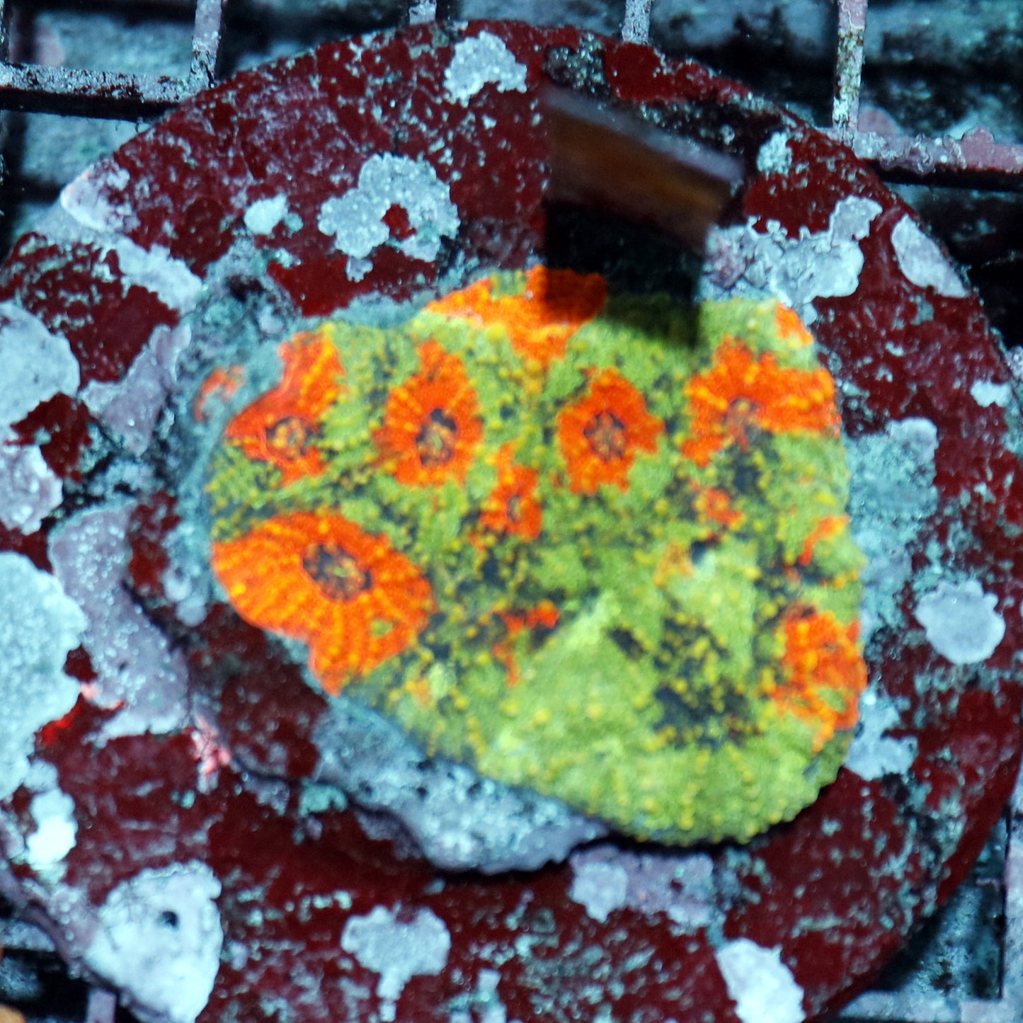 Acan Echinada