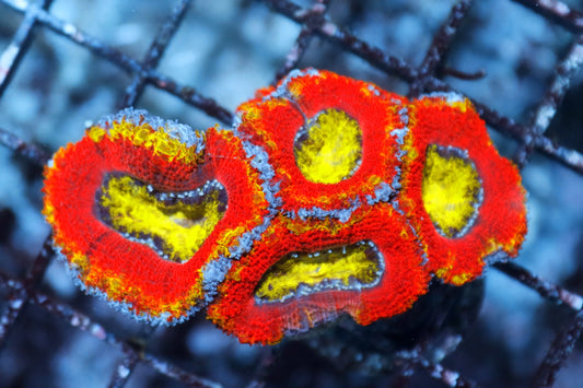 ACAN ULTRA $15 PER HEAD