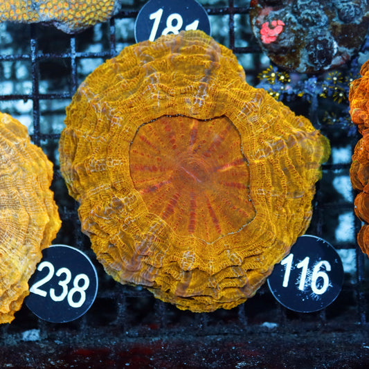 ACANTHOPHYLLIA ORANGE/GOLD METALLIC BK116